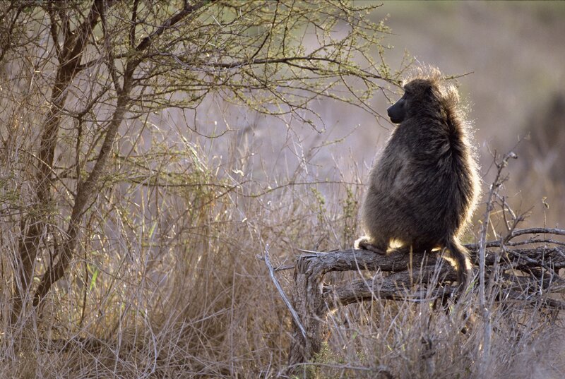 Baboon on a tree branch