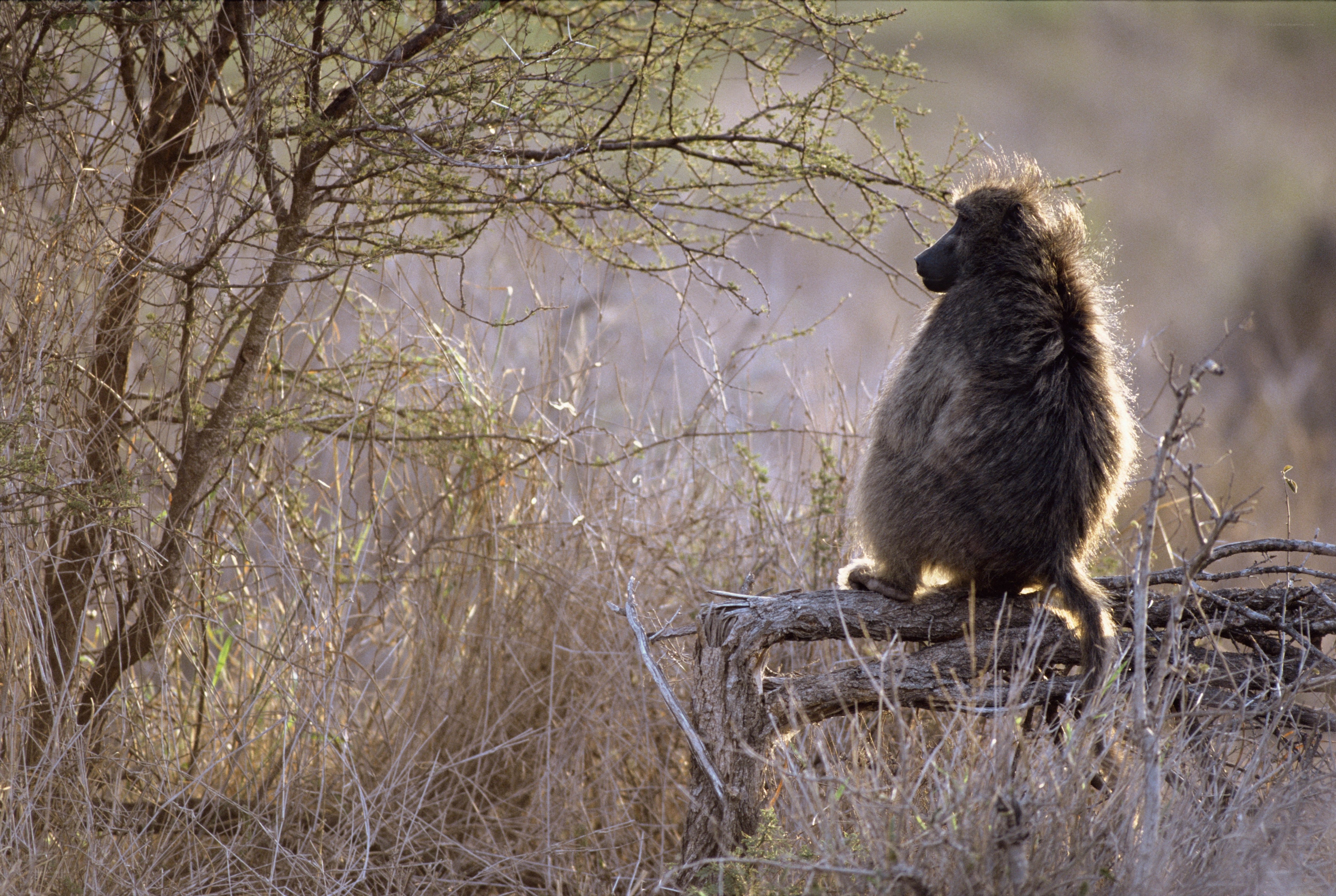 Baboon on a tree branch