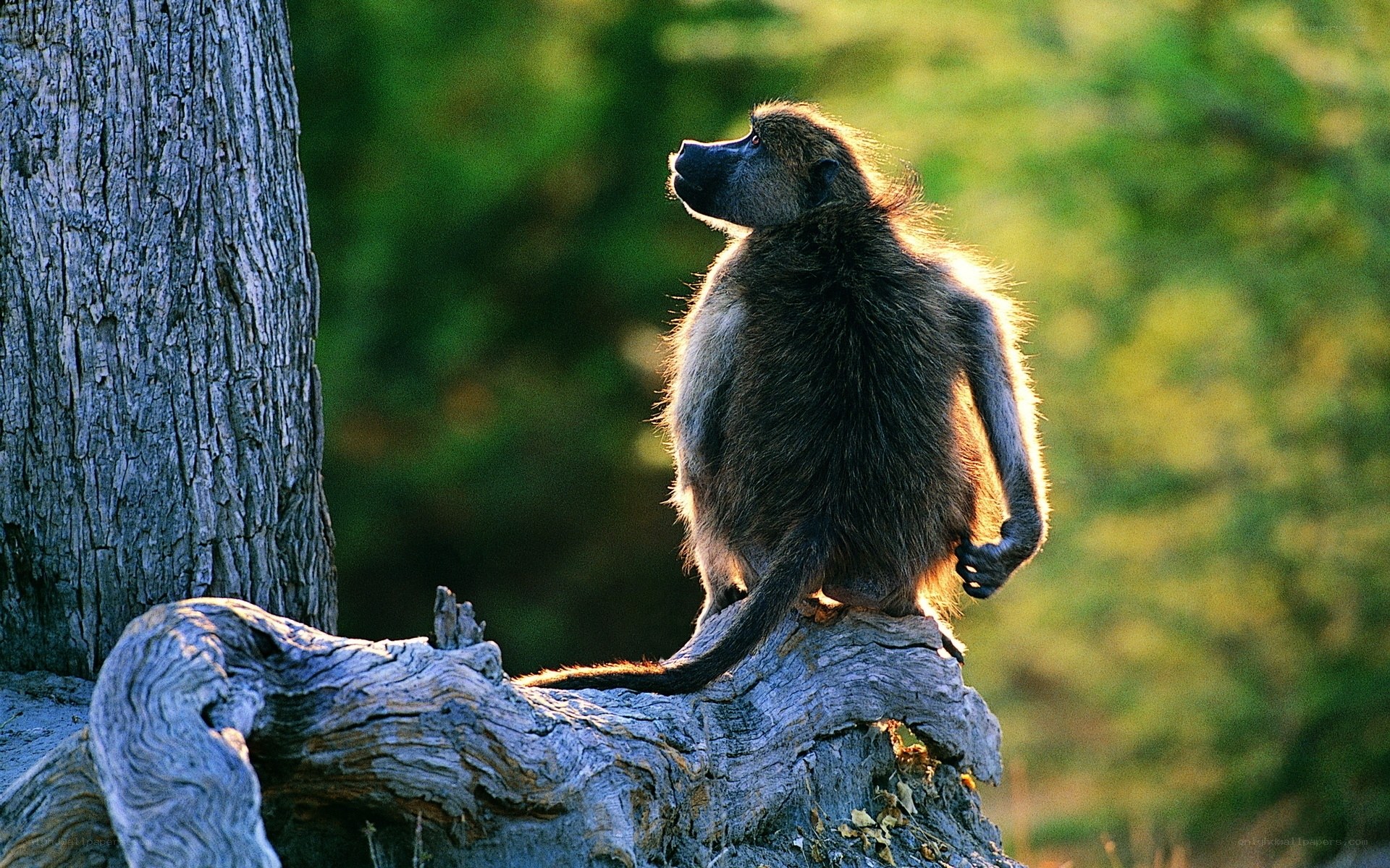 Baboon on a tree stump