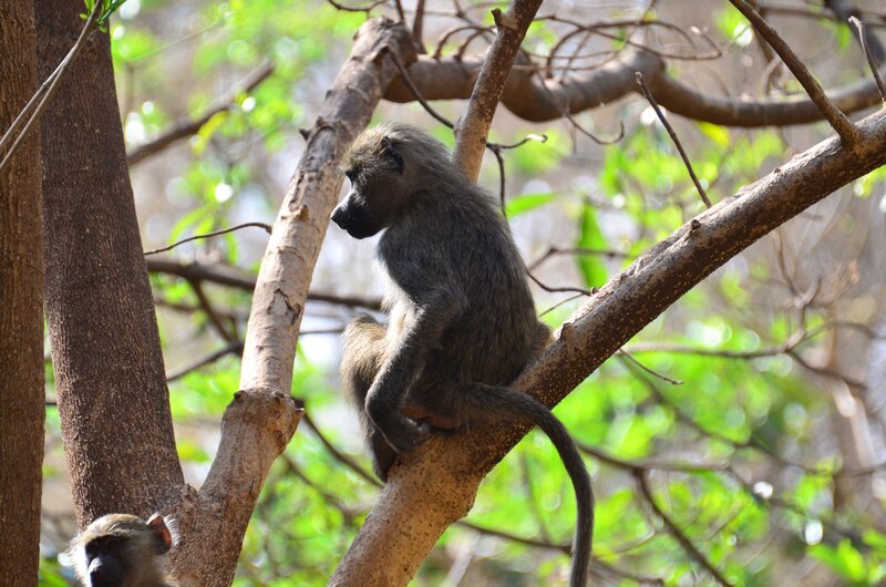 Baboon on Tree Branch