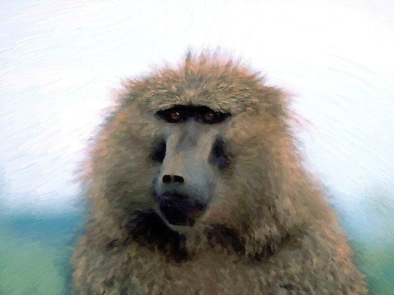 Baboon Portrait