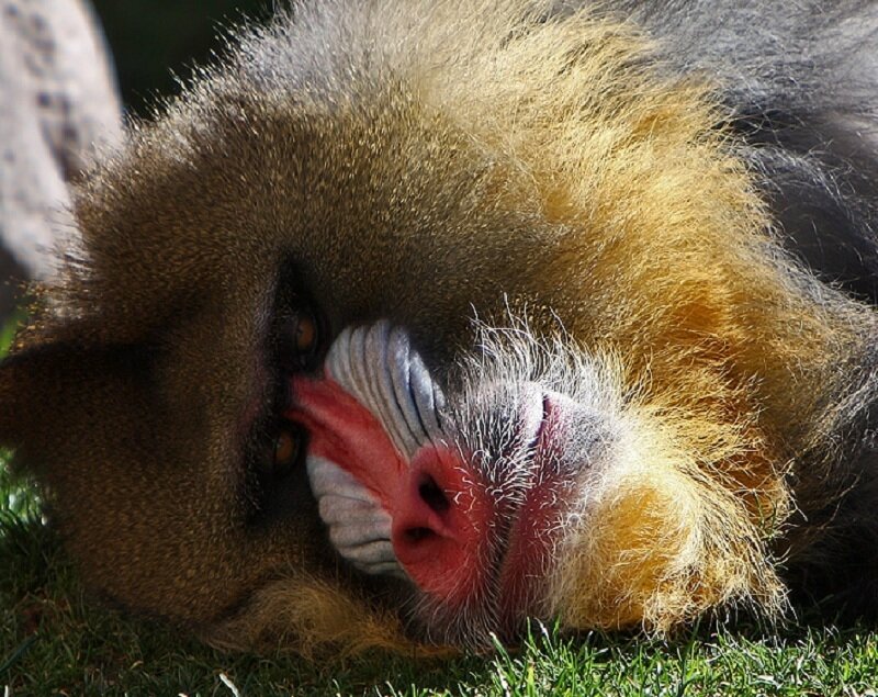 baboon resting on grass