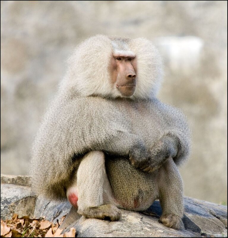 Baboon sitting on a rock