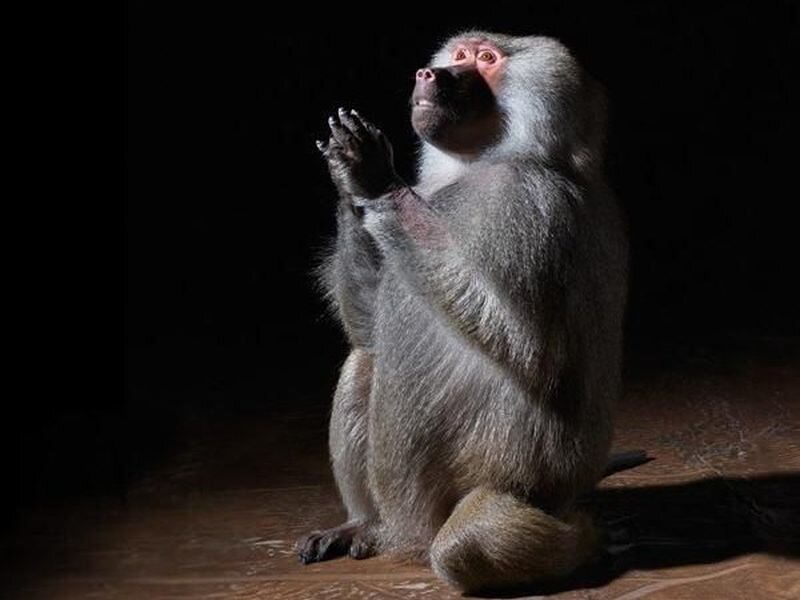 Baboon Sitting Upright