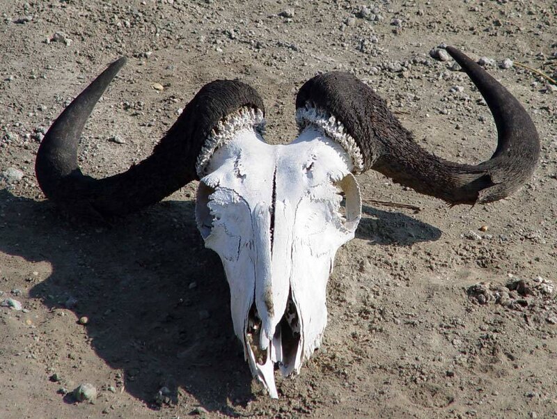 Baboon skull with horns