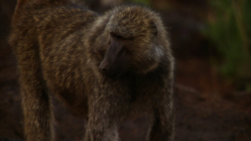 Baboon Standing