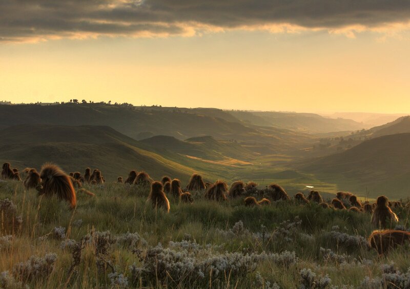 Baboon Troop on Hillside — Green