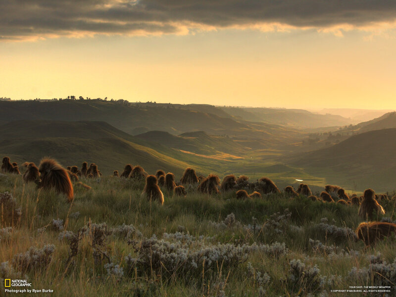Baboon Troop on Hillside