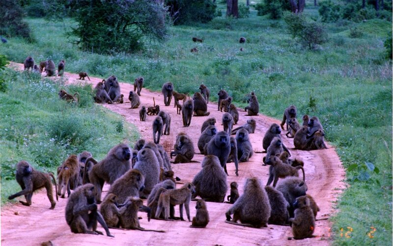 Baboon Troop on Road