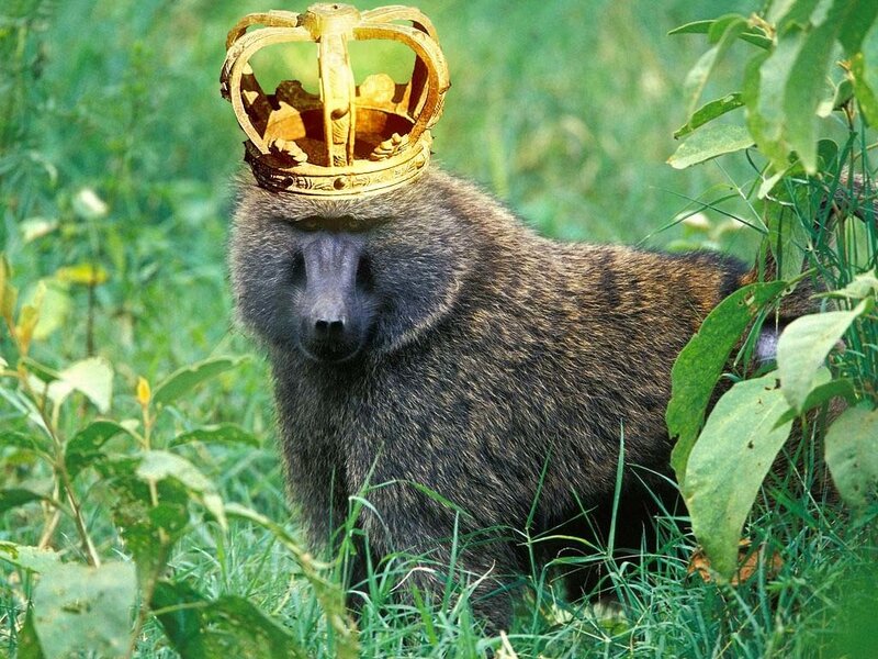 Baboon Wearing Crown