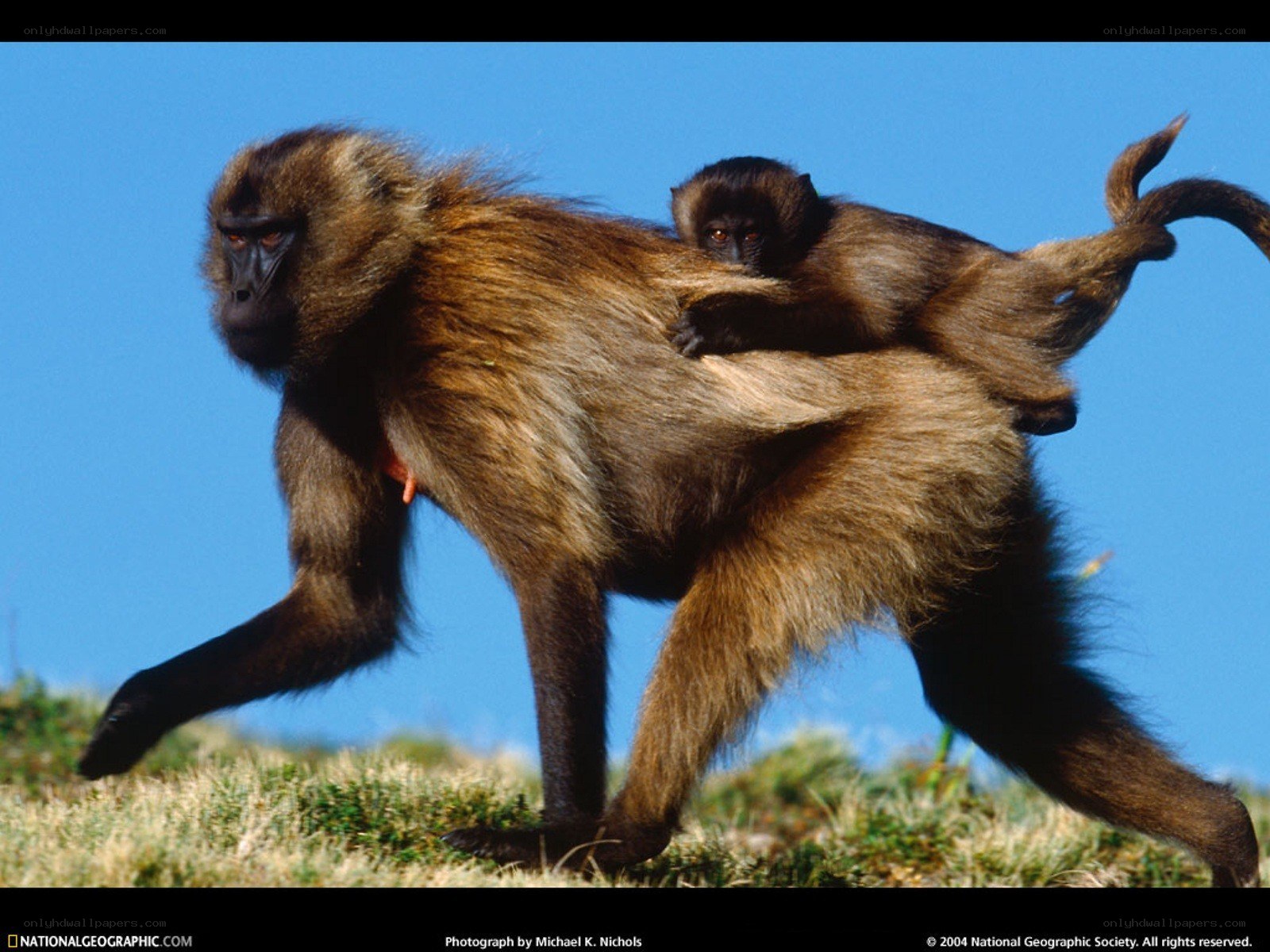 Baboon with baby on back