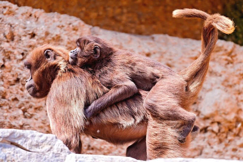 Baboon with Baby