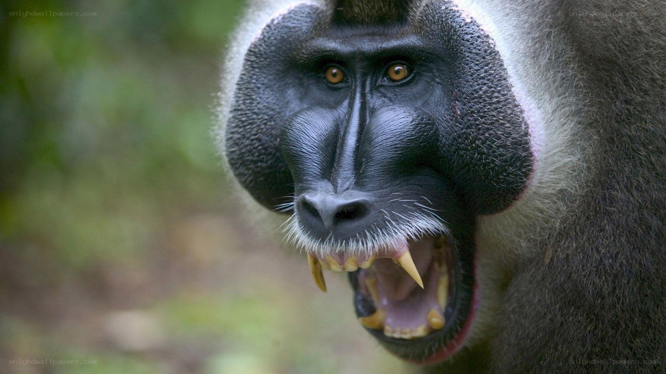 Baboon with open mouth