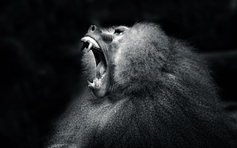 Baboon with Open Mouth — Black