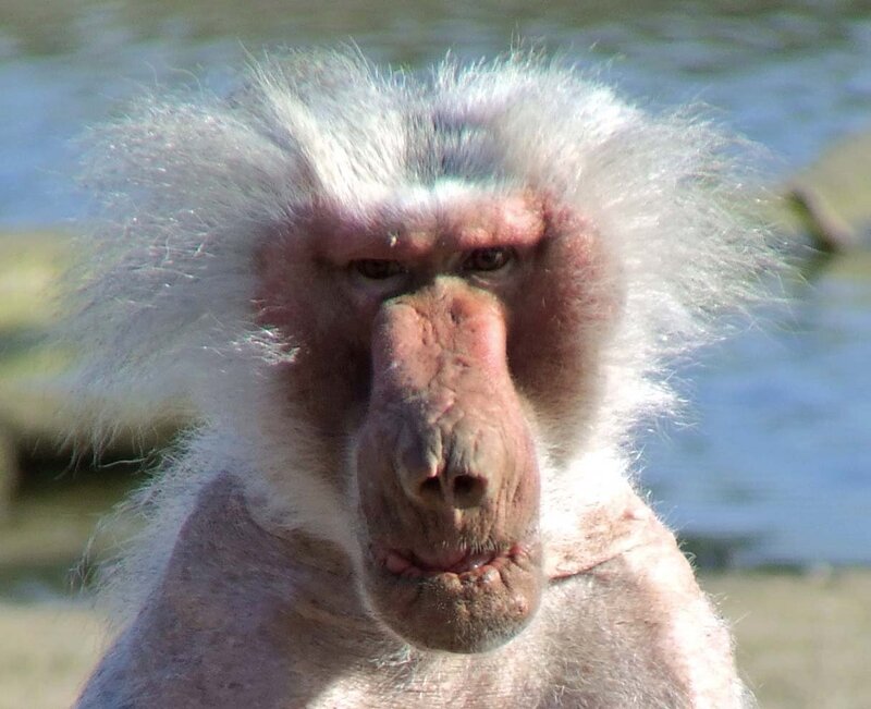 Baboon with White Fur