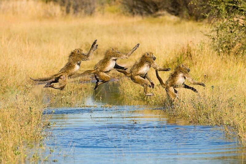 baboons crossing a river