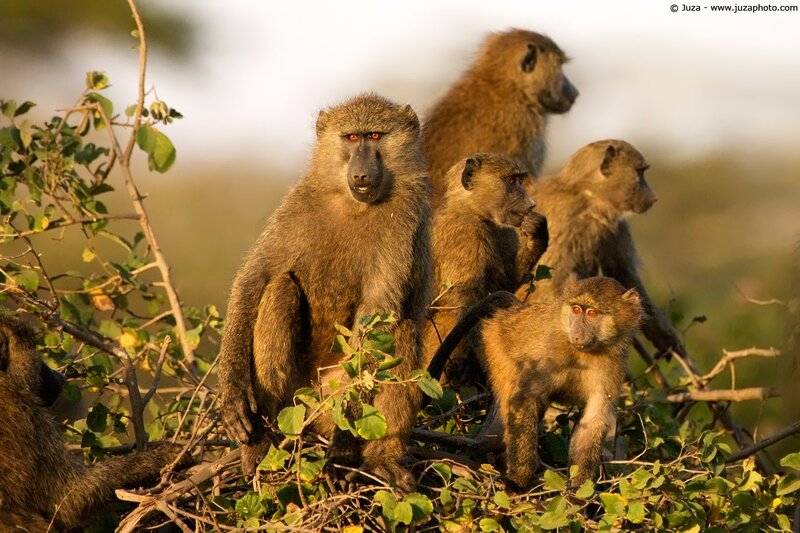 baboons in a bush
