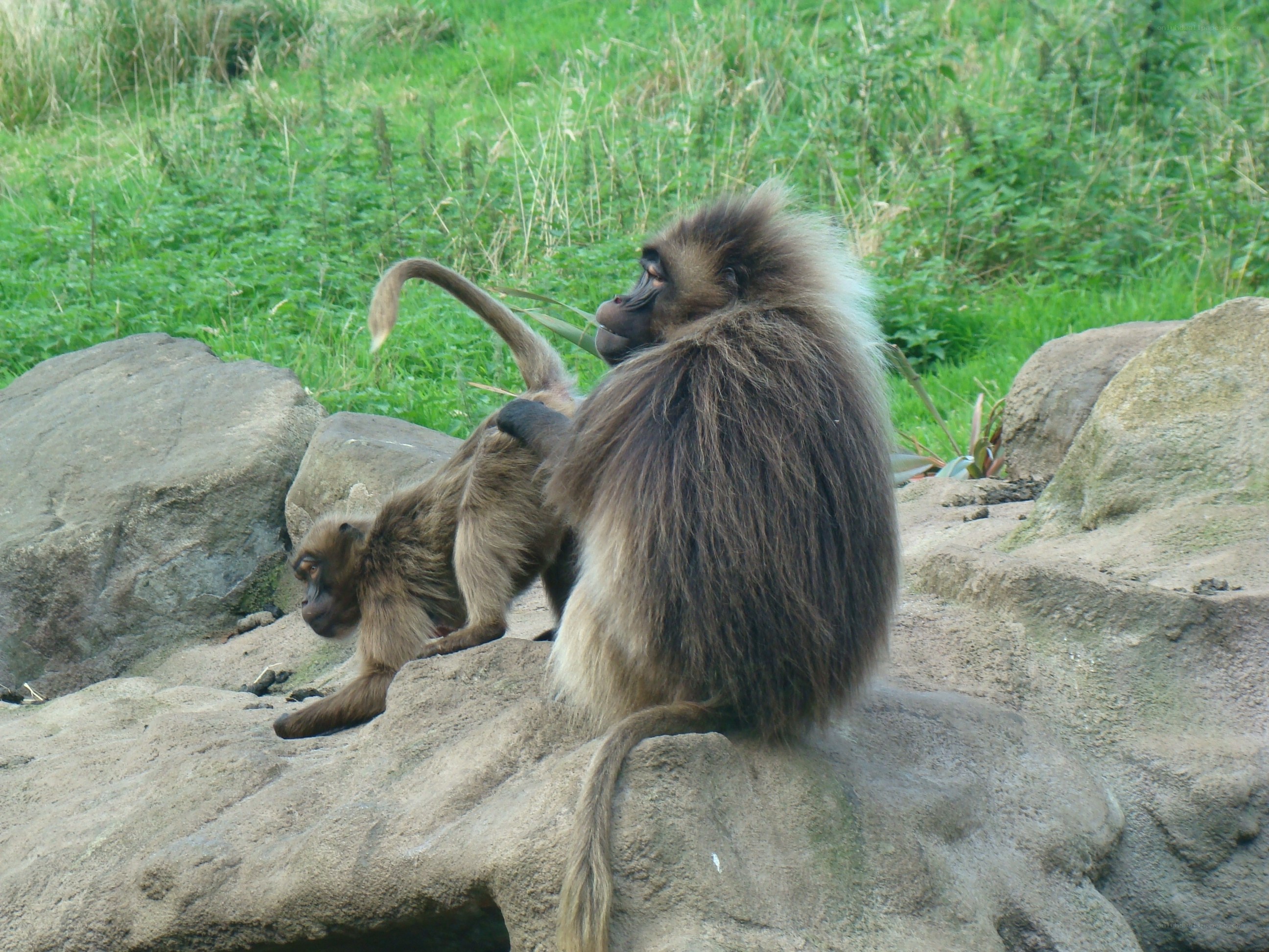 Baboons on a rock
