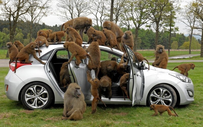 Baboons on Car — Green, Chaotic