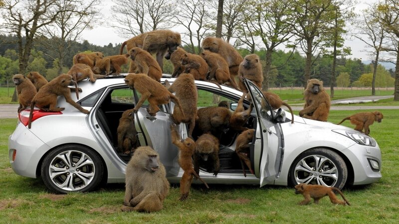 Baboons on Car — Green