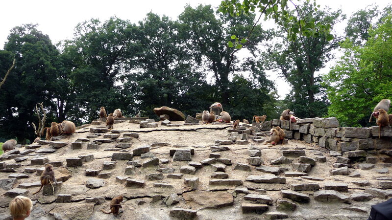 Baboons on Rocky Terrain