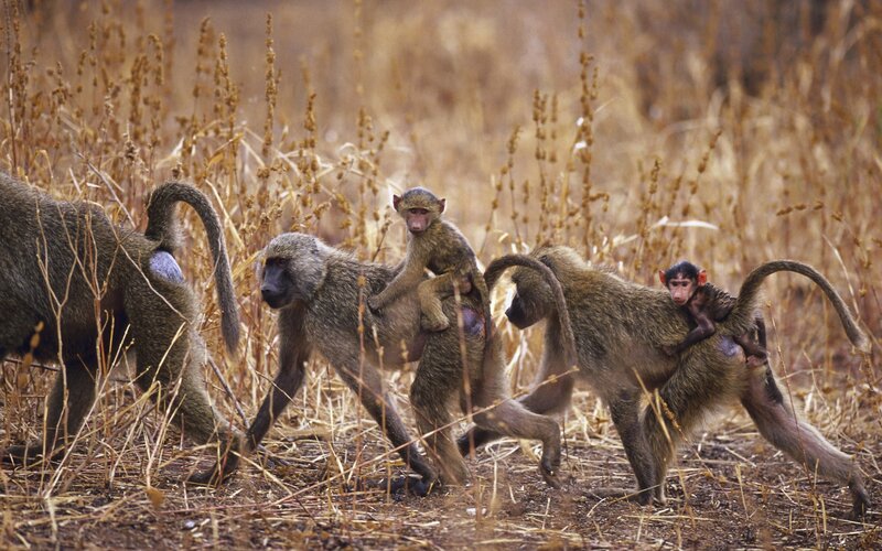 Baboons with infants in grassland