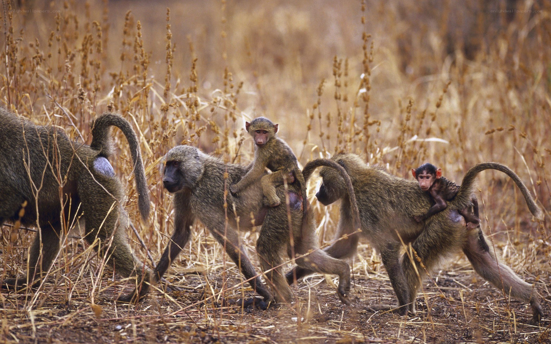 Baboons with infants in grassland