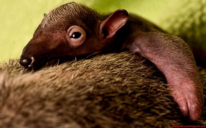 Baby aardvark resting