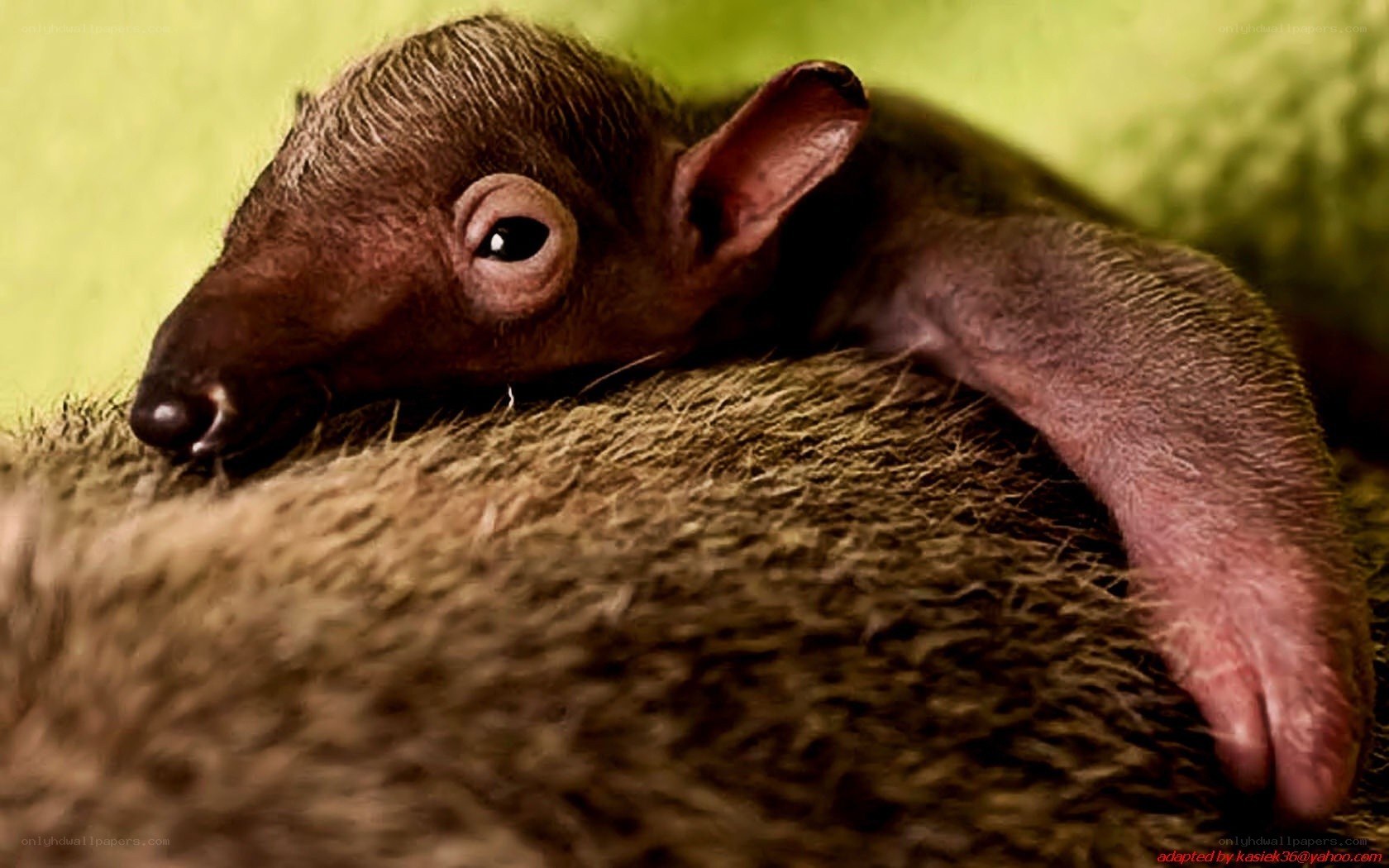 Baby aardvark resting