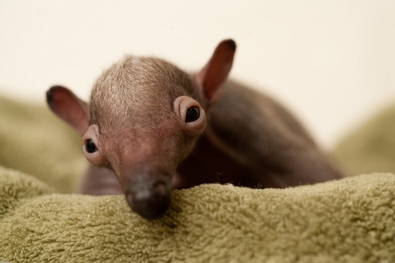 Baby Aardvark