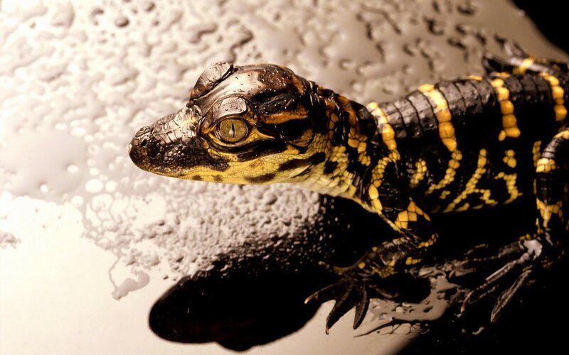 Baby Alligator — Black, Dramatic
