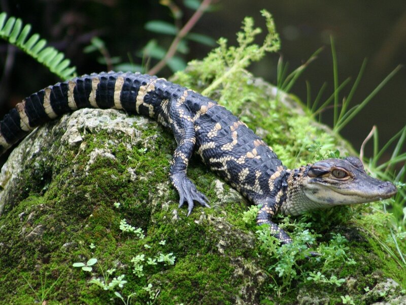 Baby alligator on a mossy rock