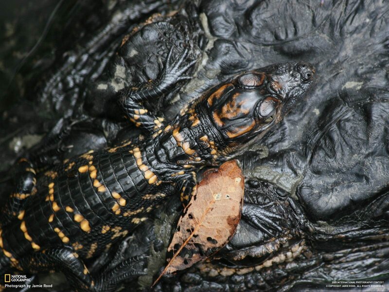 Baby alligator on adult's back