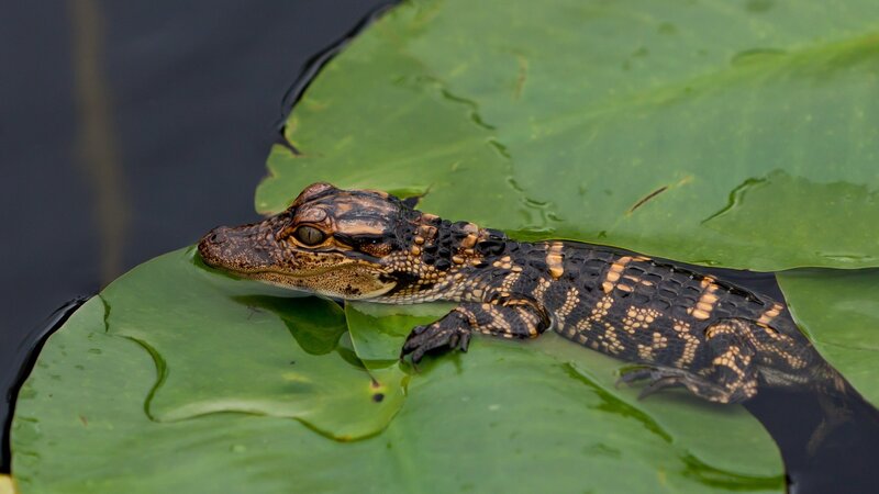 Baby alligator on lily pad