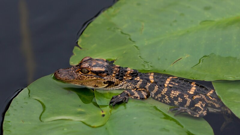 Baby alligator on lily pad