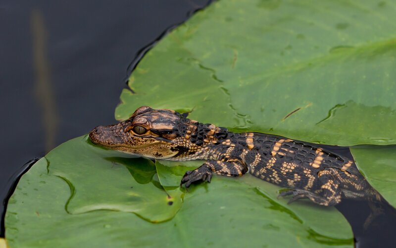 Baby Alligator on Lily Pad — Green, Calm