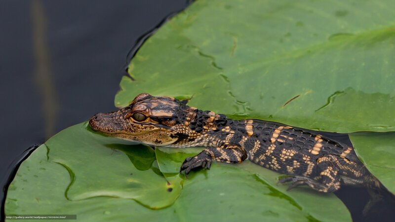 Baby Alligator on Lily Pad — Green