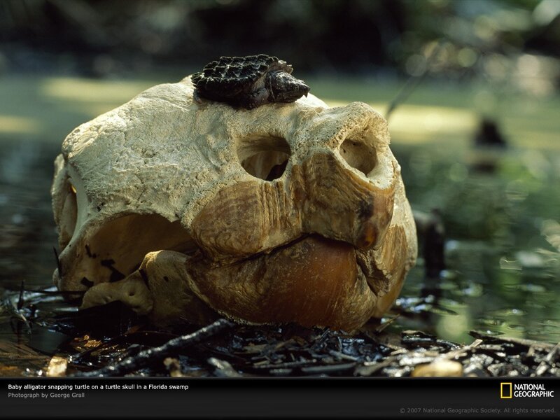 Baby alligator on turtle skull