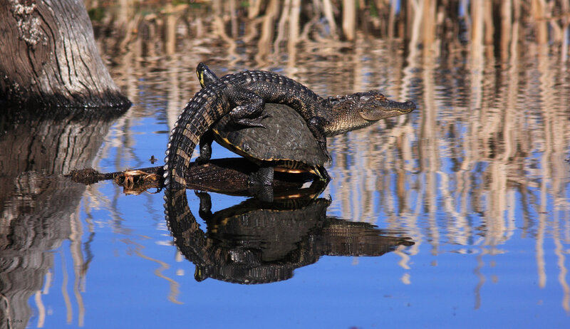 Baby Alligator on Turtle