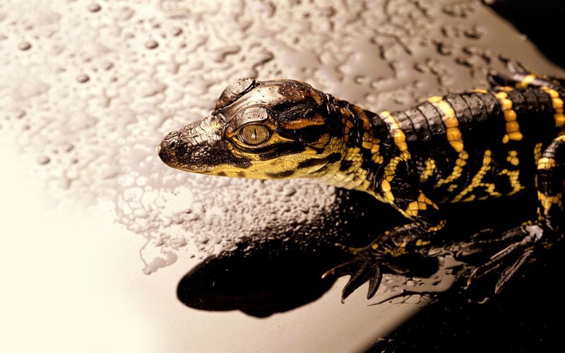 Baby alligator on wet surface