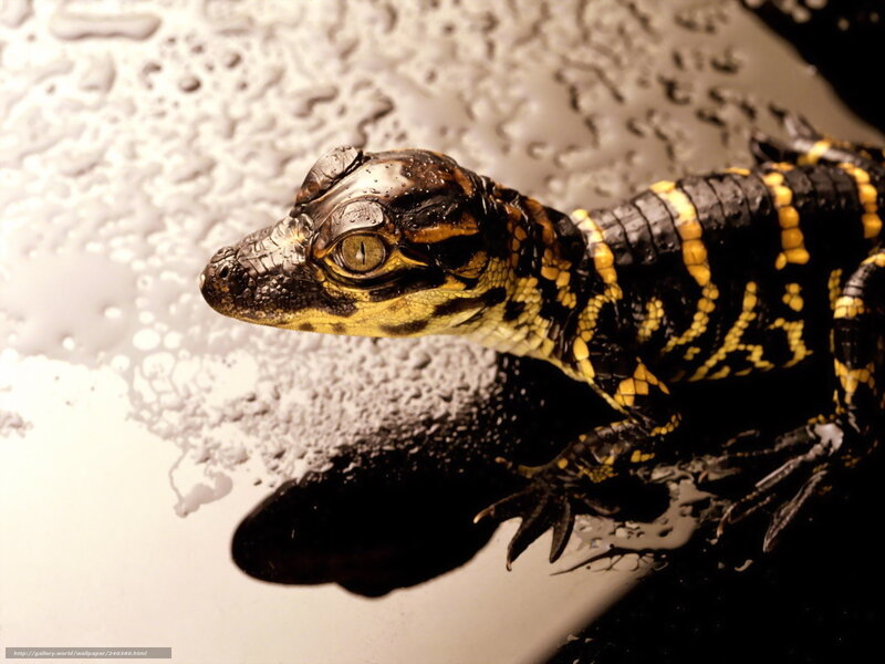 Baby Alligator