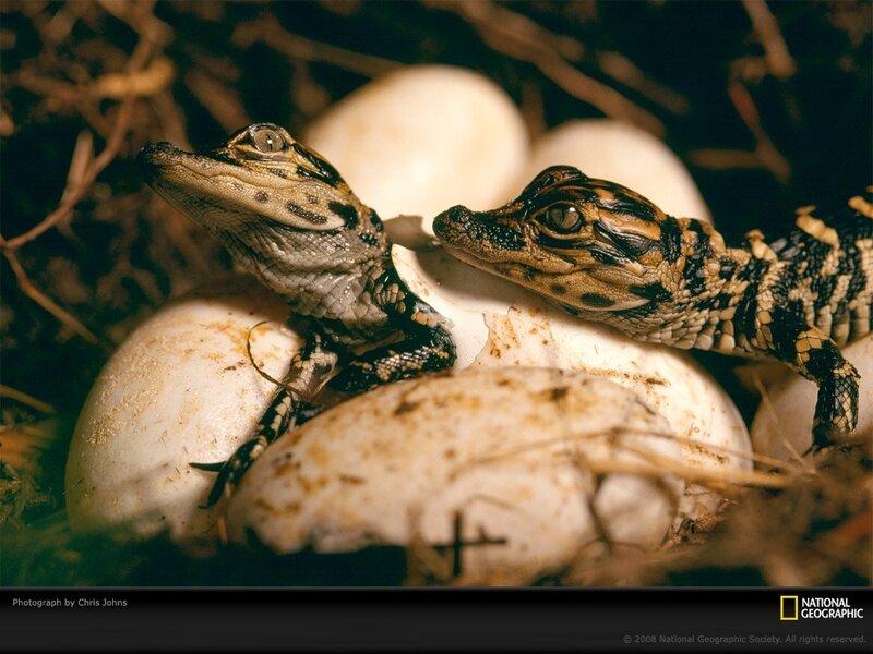 Baby alligators hatching