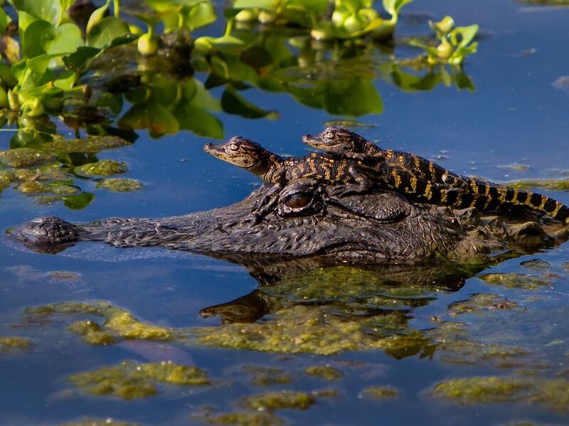 Baby Alligators on Adult