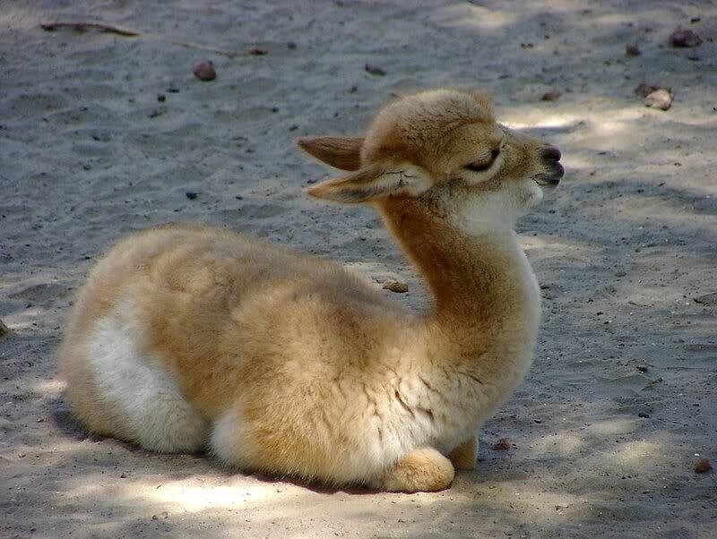 Baby alpaca resting on sand