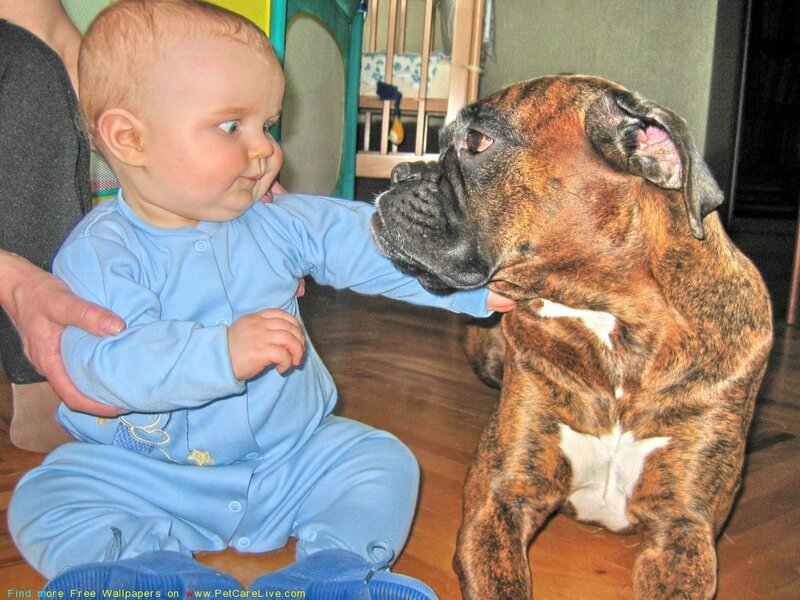 Baby and Boxer Dog