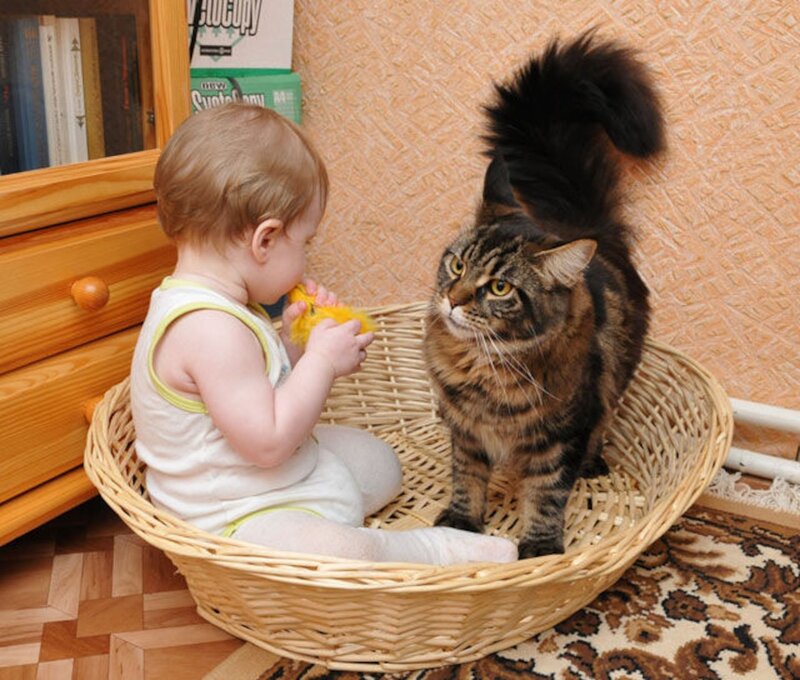 Baby and Cat in Basket
