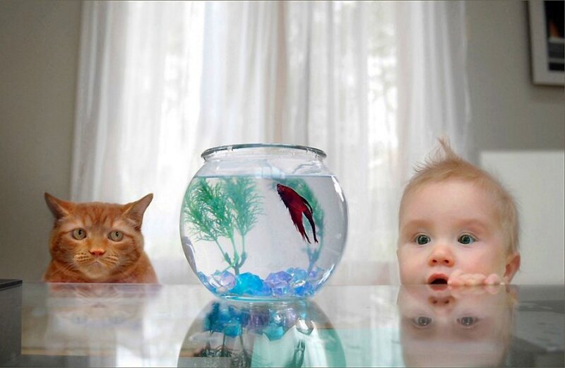 Baby and cat with fishbowl