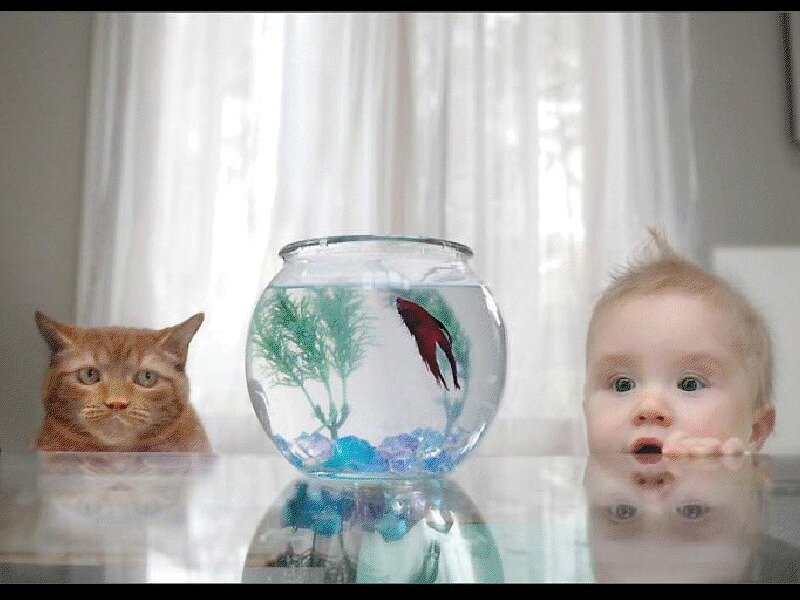 Baby and Cat with Fishbowl — White