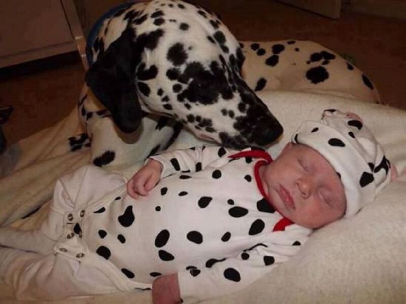 Baby and Dalmatian Dog