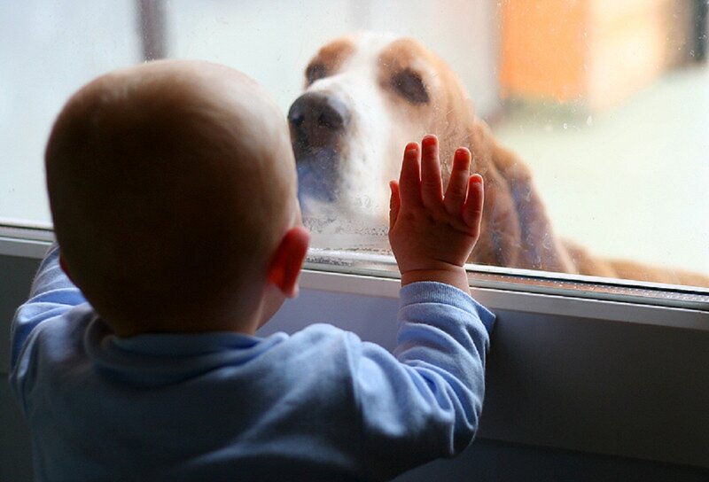 Baby and Dog at Window